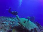 Hawaii Scuba divng 10