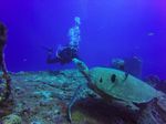 Hawaii Scuba divng 11