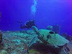 Hawaii Scuba divng 12