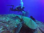 Hawaii Scuba divng 14