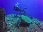 Hawaii Scuba divng 16