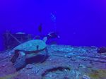 Hawaii Scuba divng 09