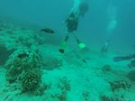 Hawaii Scuba divng 11