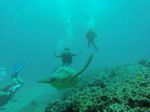 Hawaii Scuba divng 30