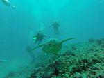 Hawaii Scuba divng 31