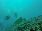 Hawaii Scuba divng 32