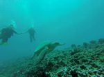 Hawaii Scuba divng 33