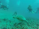 Hawaii Scuba divng 39