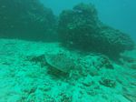 Hawaii Scuba divng 03