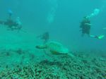 Hawaii Scuba divng 40