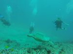 Hawaii Scuba divng 41