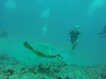 Hawaii Scuba divng 43