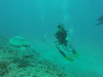 Hawaii Scuba divng 44