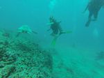 Hawaii Scuba divng 45