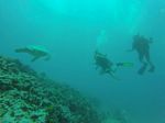 Hawaii Scuba divng 46