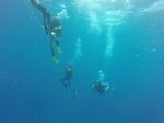 Hawaii Scuba divng 51