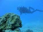 Honolulu Scuba 27