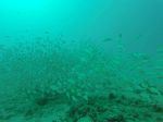 Hawaii Scuba divng 34