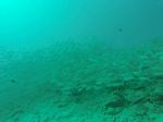 Hawaii Scuba divng 36