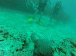 Hawaii Scuba divng 19