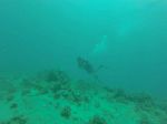 Hawaii Scuba divng 49