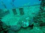 Hawaii Scuba divng 40