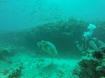 Hawaii Scuba divng 16