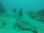 Hawaii Scuba divng 47