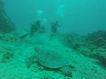 Hawaii Scuba divng 05