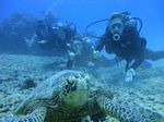 Hawaii scuba 45