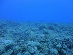 Hawaii scuba 07