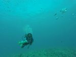 Hawaii Scuba divng 24