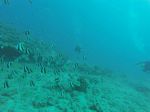 Hawaii Scuba divng 45