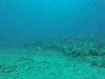 Hawaii Scuba divng 51