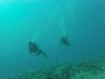 Hawaii Scuba divng 82