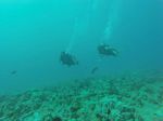 Hawaii Scuba divng 83