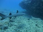 Oahu scuba 02