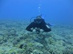 Hawaii Scuba divng 10