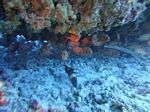 Hawaii Scuba divng 26