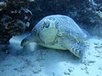 Hawaii Scuba divng 34