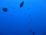 Hawaii Scuba divng 03