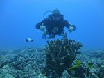 Hawaii Scuba divng 06