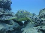 Hawaii Scuba divng 17