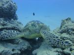 Hawaii Scuba divng 19