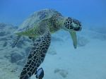 Hawaii Scuba divng 21