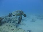 Hawaii Scuba divng 22