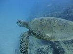 Hawaii Scuba divng 23