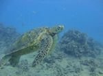 Hawaii Scuba divng 26