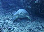 Hawaii Scuba divng 41