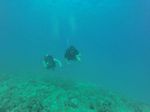 Hawaii Scuba divng 45